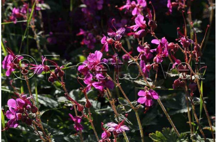 Geranium Macrorrhizum-Storkenb (7 fr)