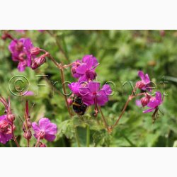Geranium Macrorrhizum-Storkenb (7 fr)