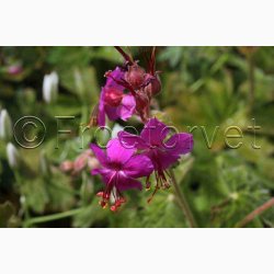 Geranium Macrorrhizum-Storkenb (7 fr)