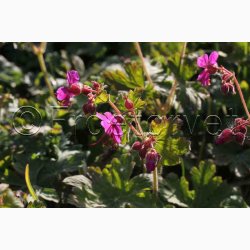 Geranium Macrorrhizum-Storkenb (7 fr)