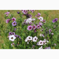 Gilia tricolor Felicitas - Gilia