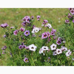 Gilia tricolor Felicitas - Gilia