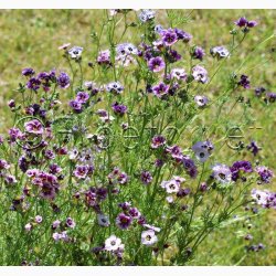 Gilia tricolor Felicitas - Gilia