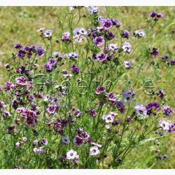 Gilia tricolor Felicitas - Gilia