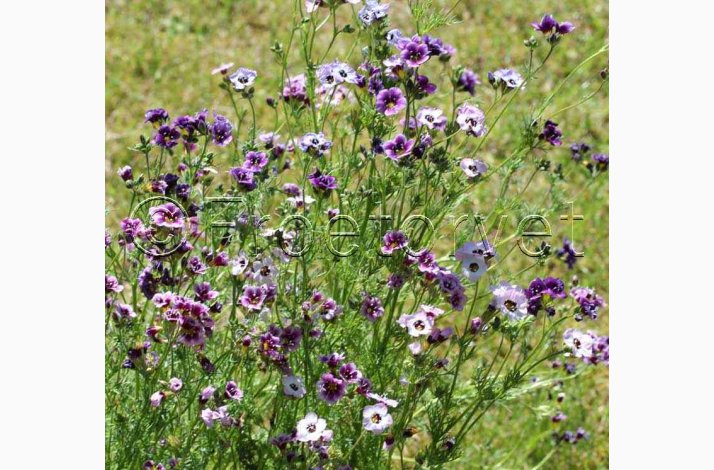 Gilia tricolor Felicitas - Gilia