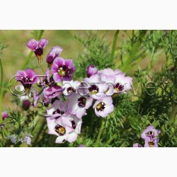 Gilia tricolor Felicitas - Gilia