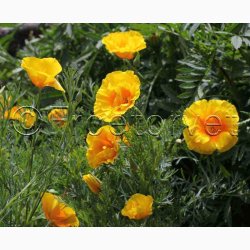 Guldvalmue - Eschscholzia californica Yukon Gold (ca. 150 fr)