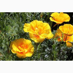 Guldvalmue - Eschscholzia californica Yukon Gold (ca. 150 fr)