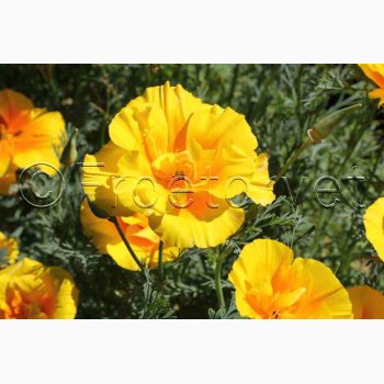 Guldvalmue - Eschscholzia californica Yukon Gold (ca. 150 fr)