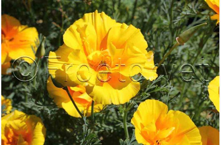 Guldvalmue - Eschscholzia californica Yukon Gold (ca. 150 fr)