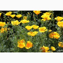 Guldvalmue - Eschscholzia californica Yukon Gold (ca. 150 fr)