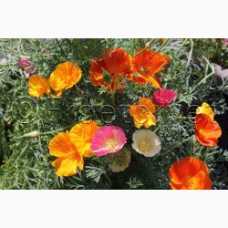 Blomsterfr, Guldvalmue, Californisk, blanding (P) (min. 100 fr)