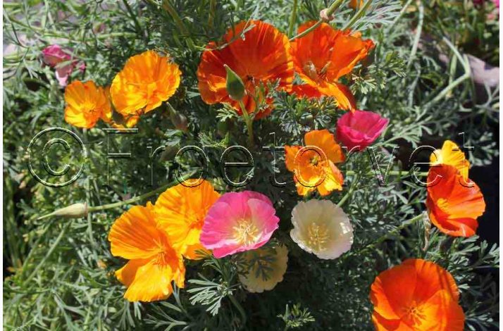 Blomsterfr, Guldvalmue, Californisk, blanding (P) (min. 100 fr)