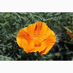 Blomsterfr, Guldvalmue, Californisk, blanding (P) (min. 100 fr)