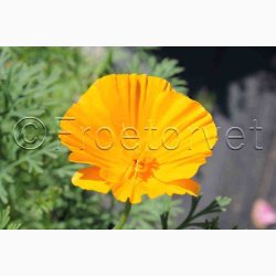 Blomsterfr, Guldvalmue, Californisk, blanding (P) (min. 100 fr)