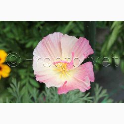 Blomsterfr, Guldvalmue, Californisk, blanding (P) (min. 100 fr)