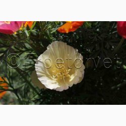 Blomsterfr, Guldvalmue, Californisk, blanding (P) (min. 100 fr)