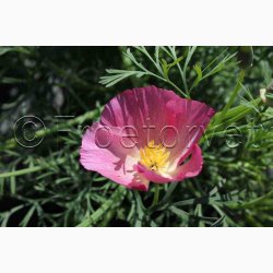 Blomsterfr, Guldvalmue, Californisk, blanding (P) (min. 100 fr)