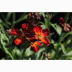 Gyldenlak fr SPERLI's Chubado blanding