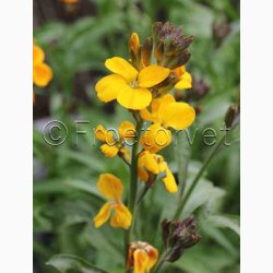 Gyldenlak fr SPERLI's Chubado blanding