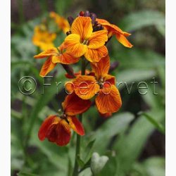 Gyldenlak fr SPERLI's Chubado blanding