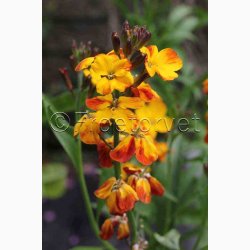 Gyldenlak fr SPERLI's Chubado blanding