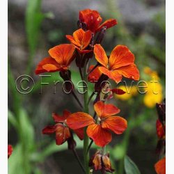 Gyldenlak fr SPERLI's Chubado blanding