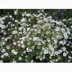 Gypsophila paniculata Snowflake - Brudeslr (ca. 150 fr)