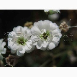 Gypsophila paniculata Snowflake - Brudeslr (ca. 150 fr)