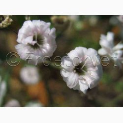 Gypsophila paniculata Snowflake - Brudeslr (ca. 150 fr)