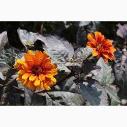 HELIOPSIS helianthoides var. scabra 'Bleeding Hearts'- Dagje
