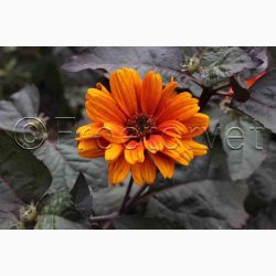 HELIOPSIS helianthoides var. scabra 'Bleeding Hearts'- Dagje