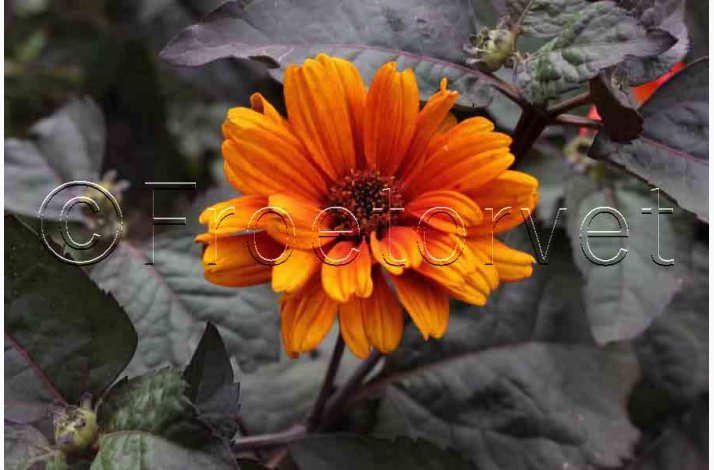 HELIOPSIS helianthoides var. scabra 'Bleeding Hearts'- Dagje