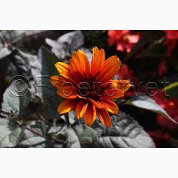 HELIOPSIS helianthoides var. scabra 'Bleeding Hearts'- Dagje