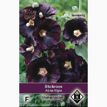 Alcea Rosea Nigra - Sort Stokrose