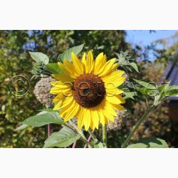Solsikke � Helianthus debilis �Debilis Mischung�- blomsterblanding � Fr�