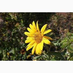 Solsikke � Helianthus debilis �Debilis Mischung�- blomsterblanding � Fr�