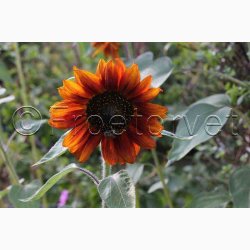 Solsikke � Helianthus debilis �Debilis Mischung�- blomsterblanding � Fr�