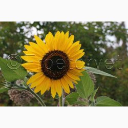 Solsikke � Helianthus debilis �Debilis Mischung�- blomsterblanding � Fr�