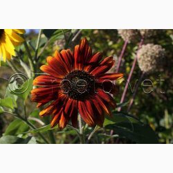 Solsikke � Helianthus debilis �Debilis Mischung�- blomsterblanding � Fr�