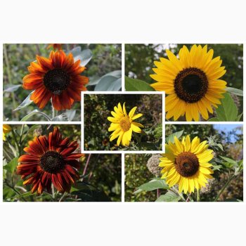 Solsikke � Helianthus debilis �Debilis Mischung�- blomsterblanding � Fr�