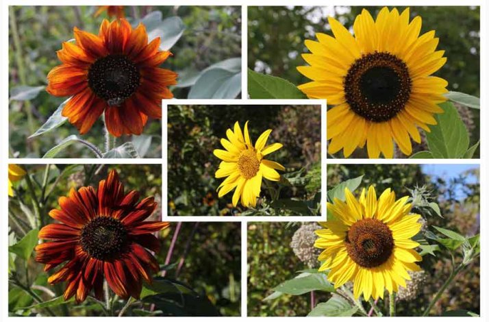 Solsikke � Helianthus debilis �Debilis Mischung�- blomsterblanding � Fr�