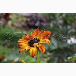 Helianthus debilis Soluna Mix - Solsikke (ca. 60 fr)