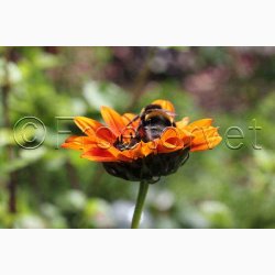 Helianthus debilis Soluna Mix - Solsikke (ca. 60 fr)