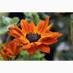 Helianthus debilis Soluna Mix - Solsikke (ca. 60 fr)