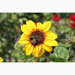 Helianthus debilis Soluna Mix - Solsikke (ca. 60 fr)