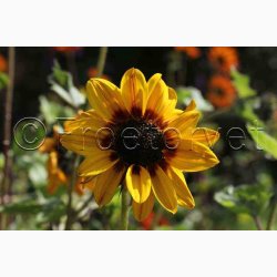 Helianthus debilis Soluna Mix - Solsikke (ca. 60 fr)