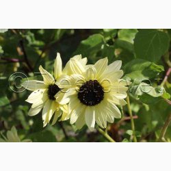 Helianthus debilis Soluna Mix - Solsikke (ca. 60 fr)