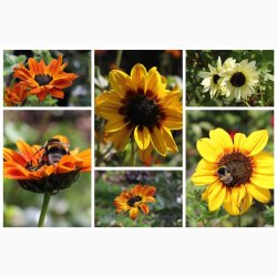 Helianthus debilis Soluna Mix - Solsikke (ca. 60 fr)