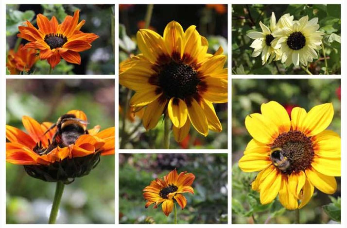 Helianthus debilis Soluna Mix - Solsikke (ca. 60 fr)